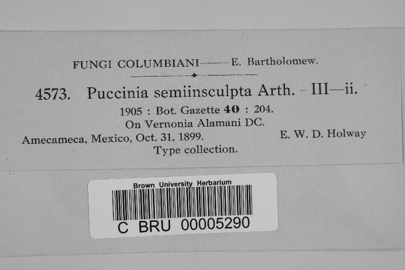 Puccinia semiinsculpta image