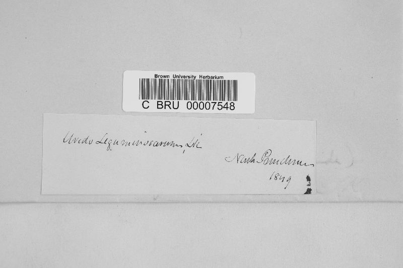 Uredo leguminosarum image