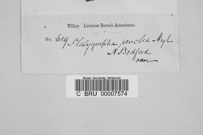 Lithographa graphidioides image