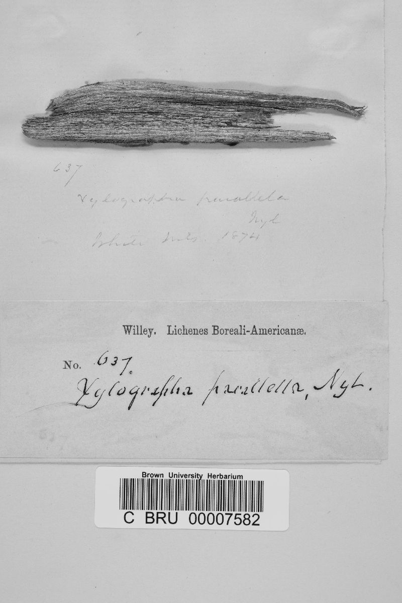 Xylographa image