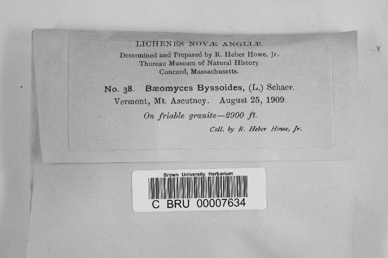 Baeomyces byssoides image