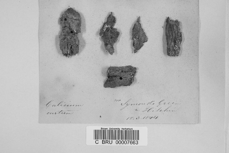 Calicium abietinum image