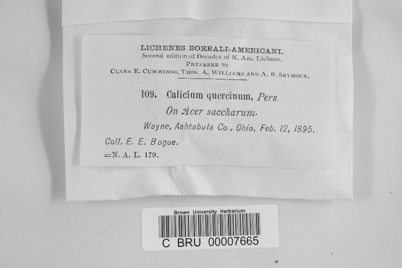 Calicium quercinum image