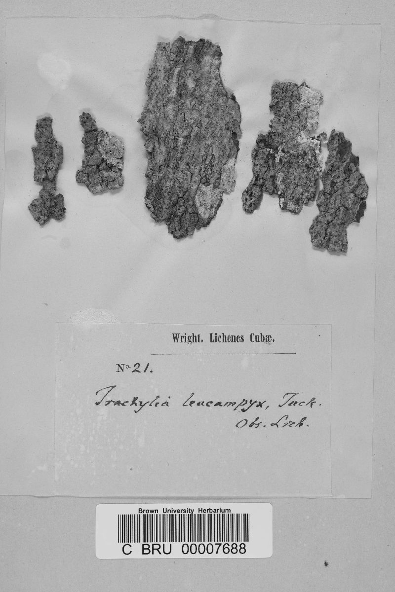 Heterocyphelium leucampyx image
