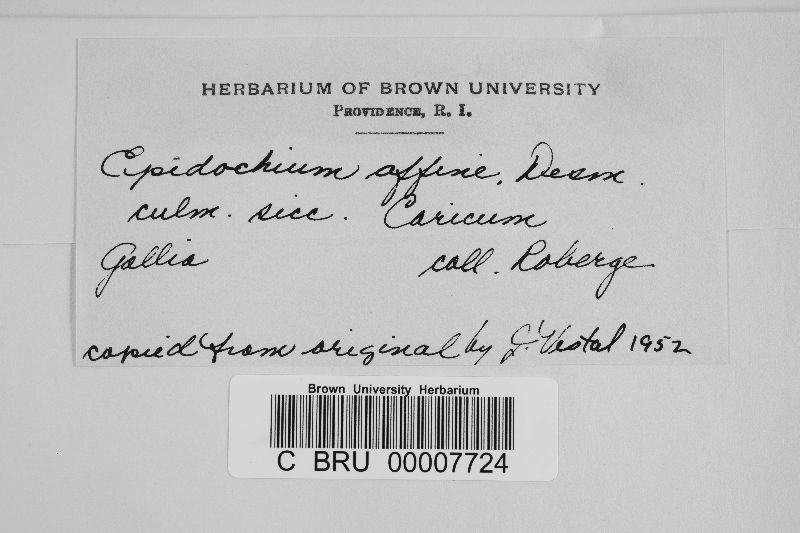 Epidochium affine image