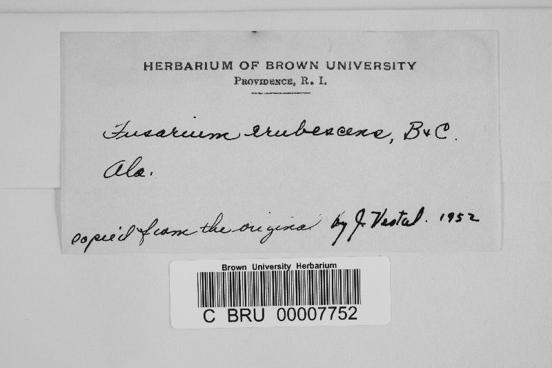 Fusarium erubescens image