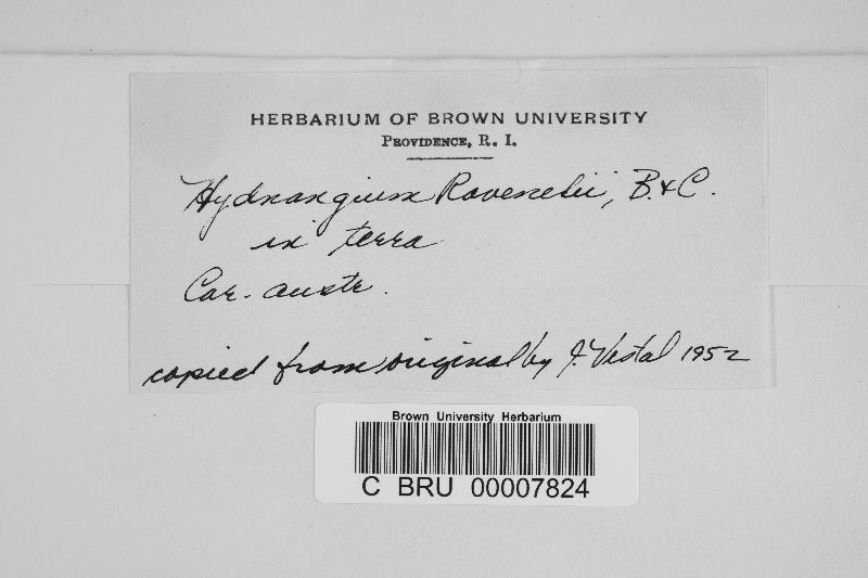 Hydnangium ravenelii image