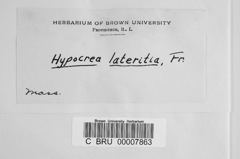 Hypocrea lateritia image