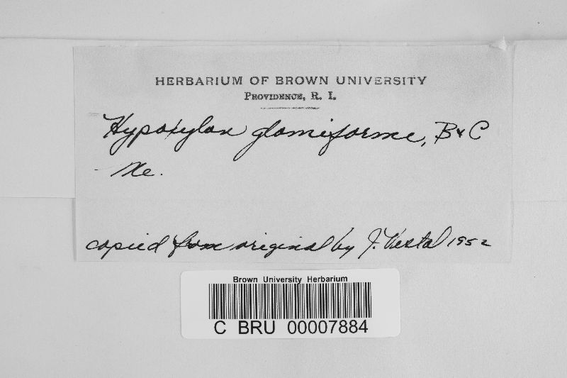 Hypoxylon glomiforme image