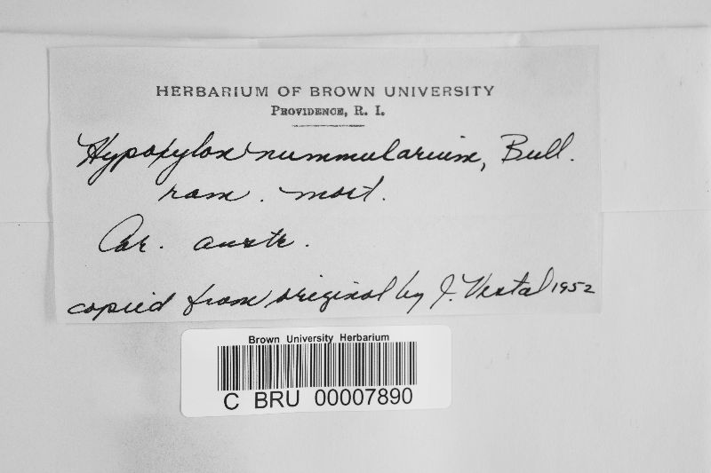 Biscogniauxia nummularia image