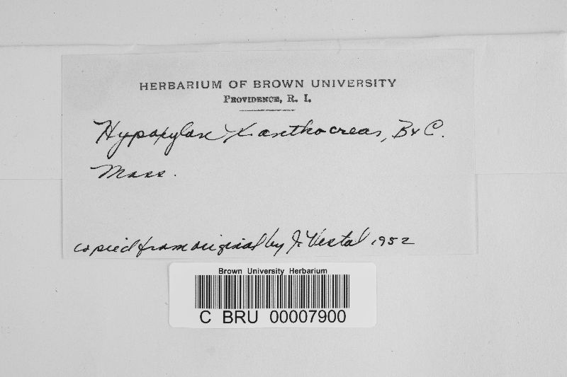 Hypoxylon xanthocreas image