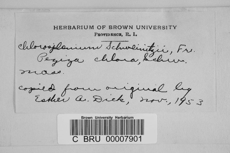 Chlorosplenium schweinitzii image