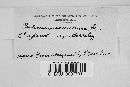 Corticium caeruleum image
