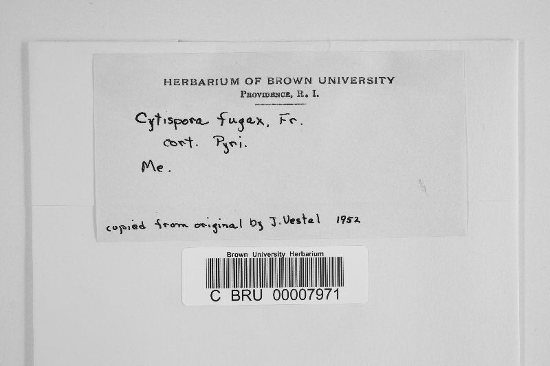 Cytispora fugax image
