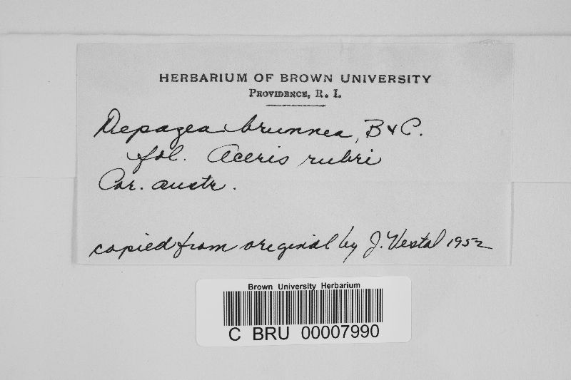Depazea brunnea image