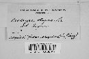 Diatrype stigma image
