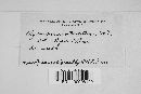 Agaricus intertextus image