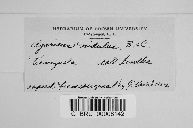 Agaricus nidulus image