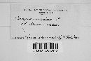 Arcyria denudata image