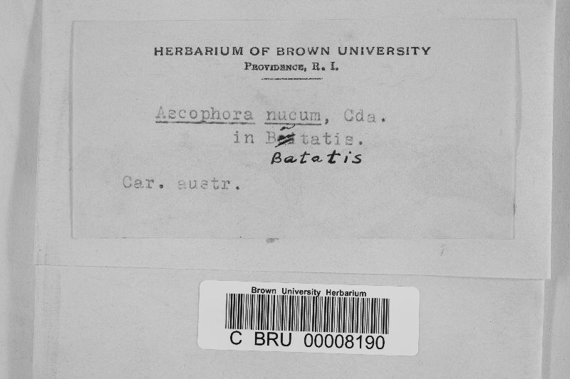 Ascophora nucum image
