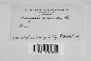 Ascocoryne sarcoides image