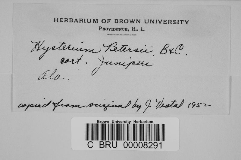 Coccomyces petersii image