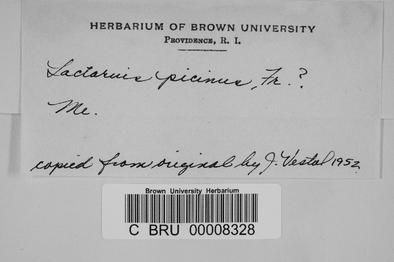Lactarius picinus image