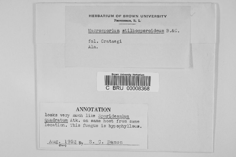 Macrosporium stilbosporoideum image