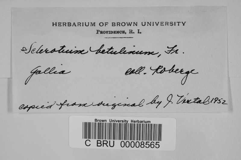 Sclerotium betulinum image