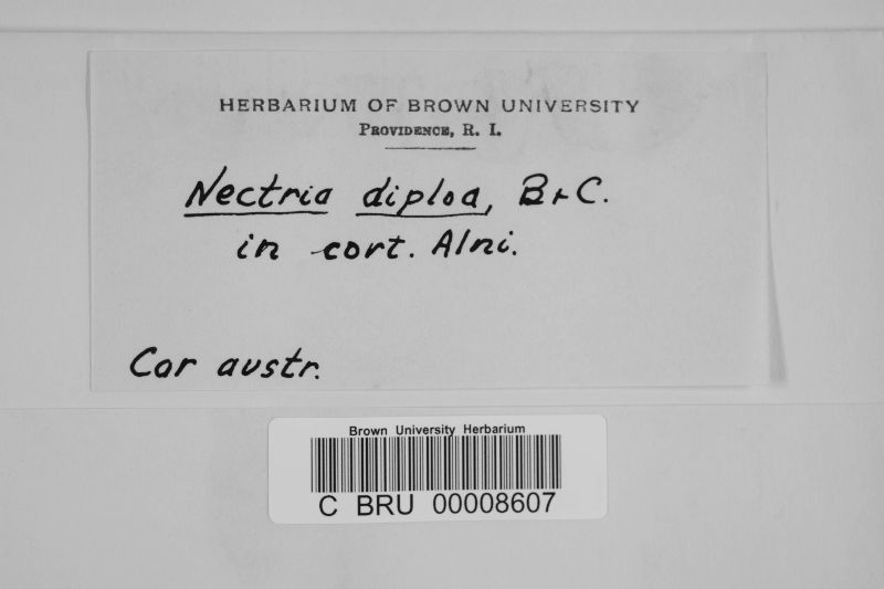 Nectria diploa image