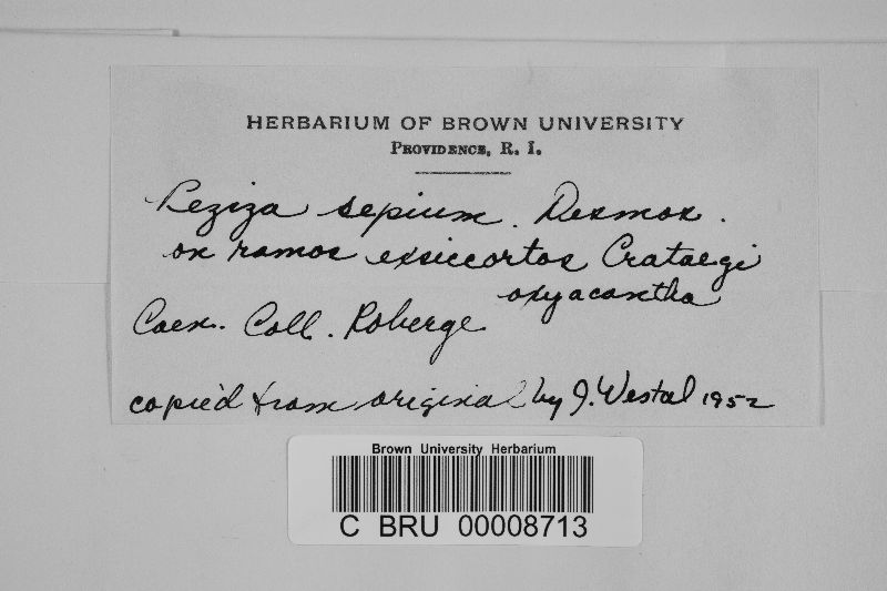 Pezicula sepium image