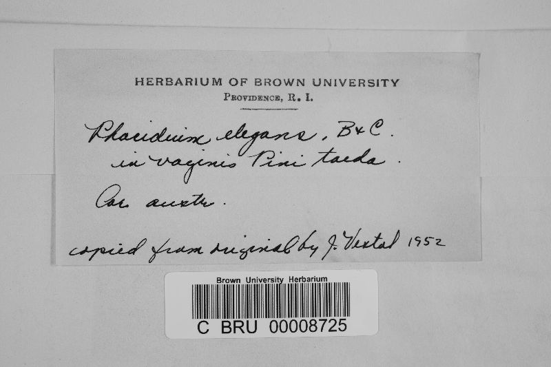 Phacidium elegans image