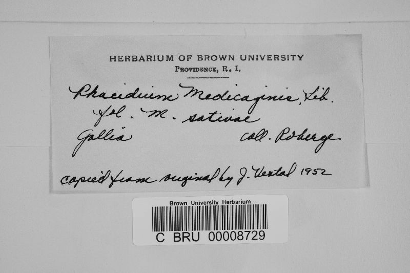 Phacidium medicaginis image