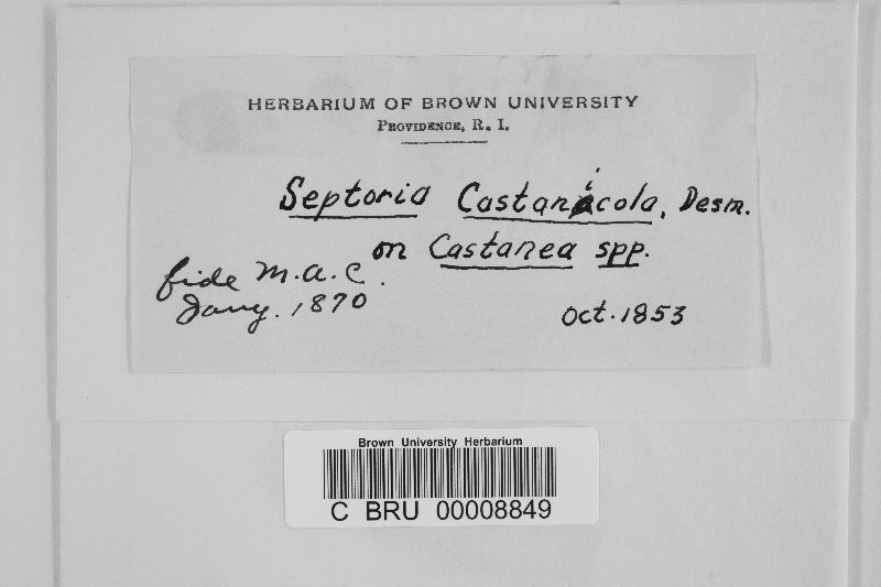 Septoria castanicola image