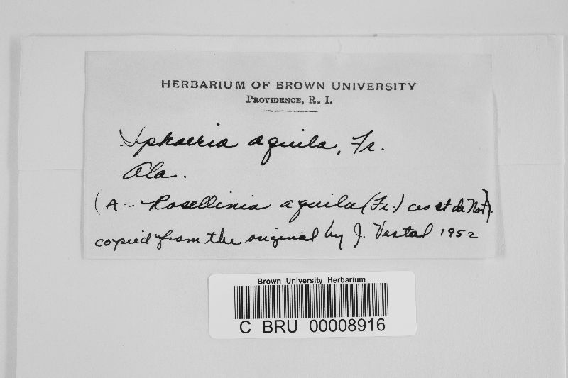 Rosellinia aquila image
