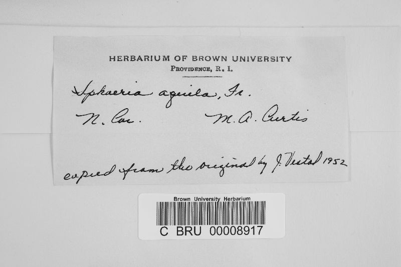 Rosellinia aquila image