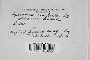 Trichoderma viride image