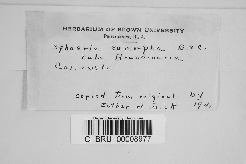 Leptosphaeria eumorpha image