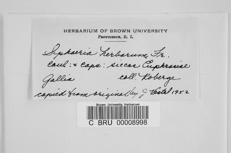 Sphaeria herbarum image