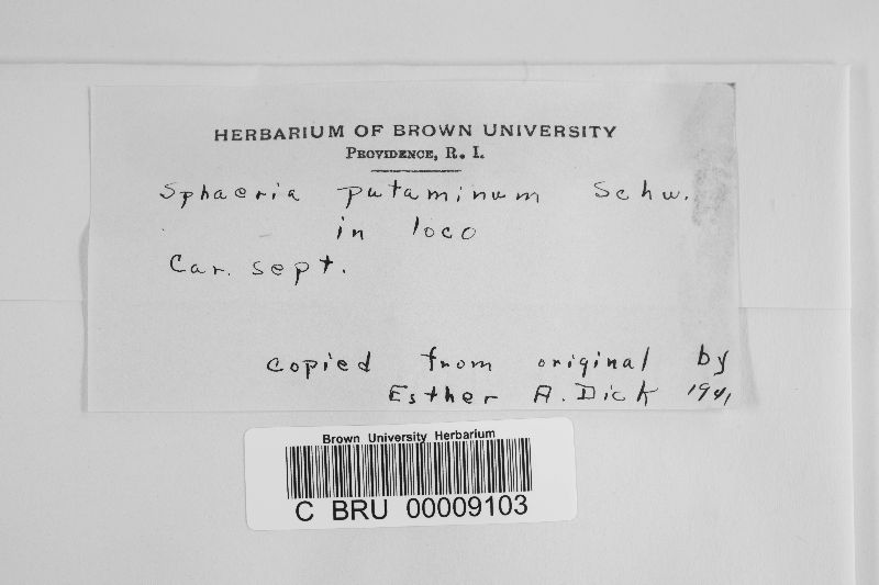 Caryospora putaminum image