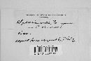 Diaporthe rudis image