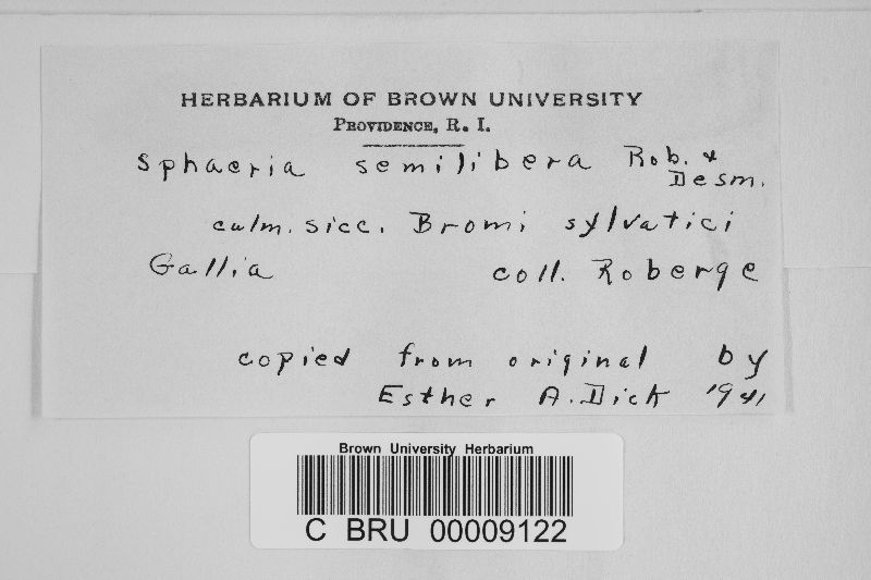 Lophiostoma semiliberum image