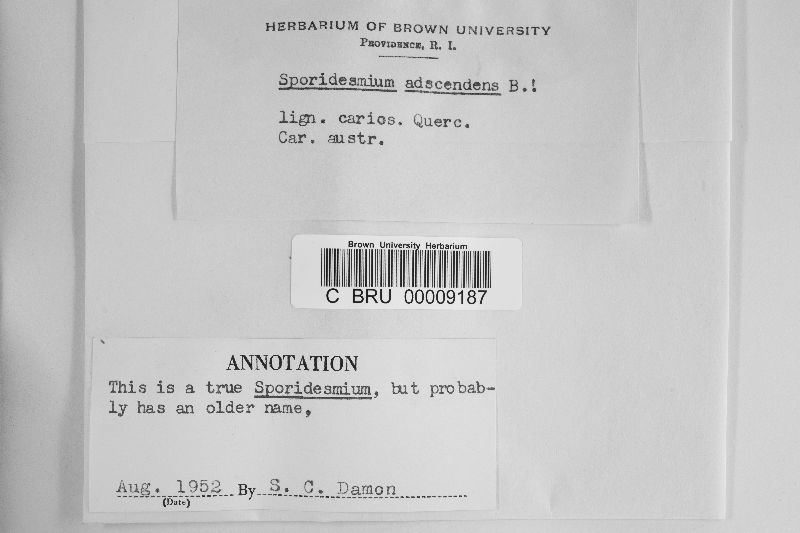 Chaetosphaeriaceae image