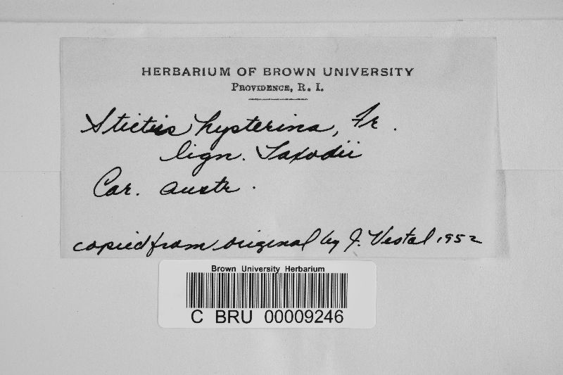 Mellitiosporium hysterinum image