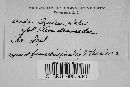 Uredo azaleae image