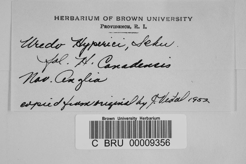 Uredo hyperici image