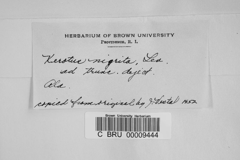 Xerotus nigrita image