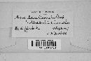 Microsphaera ravenelii image