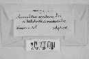 Microsphaera semitosta image