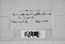 Erysiphe necator image